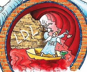LDL - HDL
