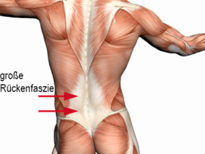 grosse-rueckenfaszie